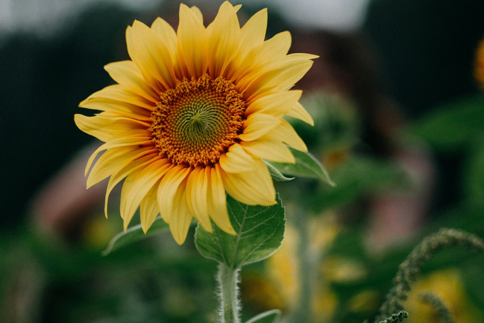 Sustainability and Impact